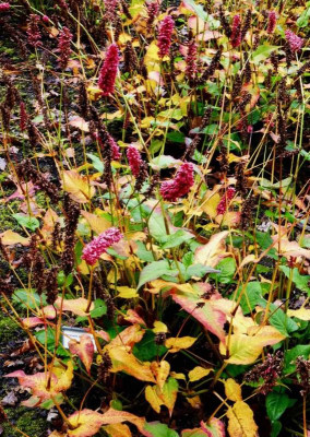 Persicaria 'Dikke Floskes'.jpg