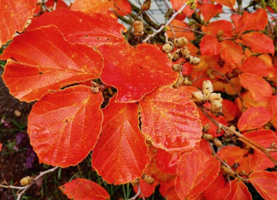 Hamamelis 'Rubinetta'.jpg