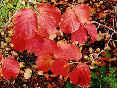Hamamelis 'Diane'.jpg
