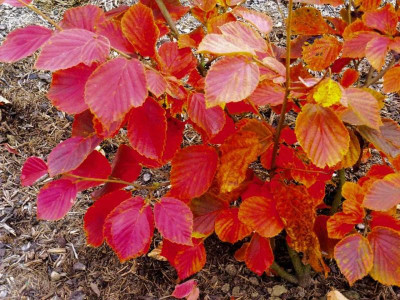 Hamamelis 'Cyrille' .jpg
