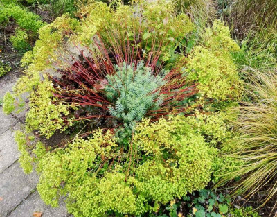 Euphorbia seguieriana v. niciciana.jpg