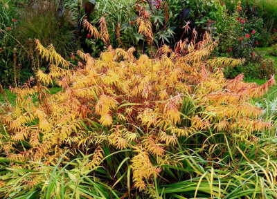 Euphorbia palustris 'Walenburgs Glorie'.jpg