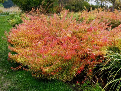 Euphorbia palustris 'Weihenstephan' Ganzkörperbild.jpg