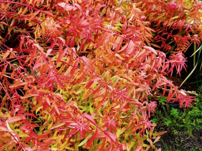 Euphorbia palustris 'Weihenstephan'.jpg