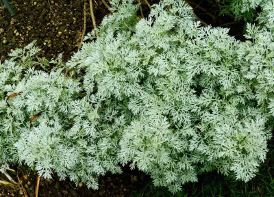 Artemisia 'Powis Castle'.jpg