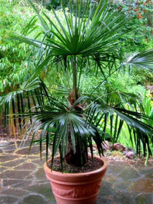 trachycarpus_fortunei_5-2002_Small.jpg