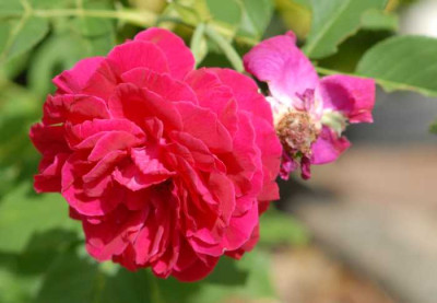 Rose-Duke-klein.jpg