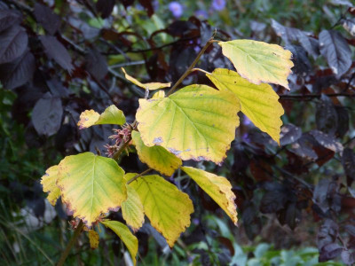 2016-10-17 Hamamelis 'Mohonk Red'.jpg