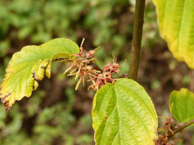 2016-10-15 Hamamelis 'Mohonk Red'.jpg