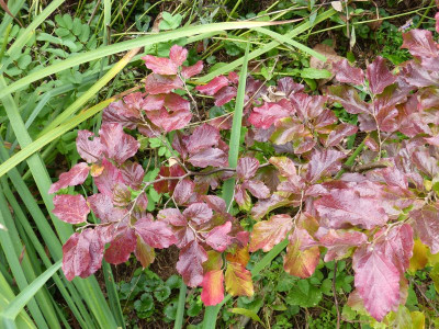 2016-10-16 Parrotia 'Felicie'.jpg
