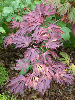 2016-10-17 Acer aconitifolium.jpg