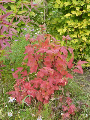 2016-10-15 Viburnum sargentii 'Onondaga'.jpg