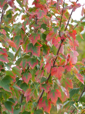2016-10-15 Acer 'Jeffer's Red'.jpg