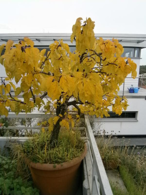 Obstbäume 006.JPG