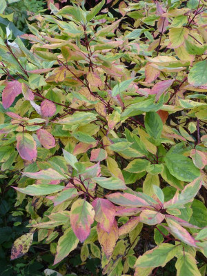2016-10-17 Cornus alba 'Spaethii'.jpg