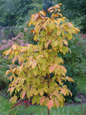 2016-10-17 Acer triflorum.jpg