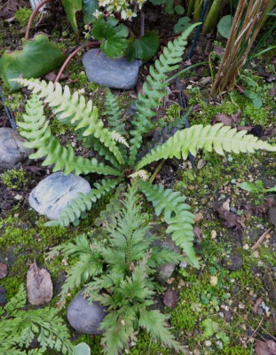 Blechnum mochaenum  ...   17.10.16 006.jpg
