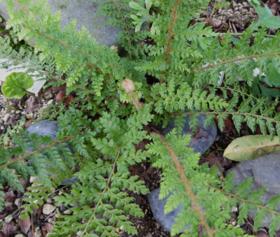 Polistichum set. 'Herosa Paliateo' ...   17.10.16 013.jpg