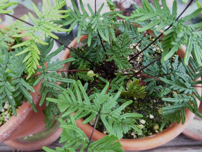 Cheilanthes pulchella  ... 17.10.16 020.jpg
