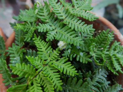 Cheilanthes coriacea  ... 17.10.16 022.jpg
