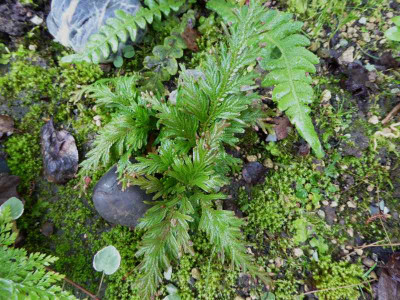 Selaginella spec. China ... 18.10.16 002.jpg