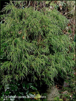 Chamaecyparis_pisifera_Filifera_AGx.jpg