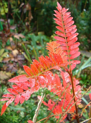 Sorbus_camgshanensis.jpg