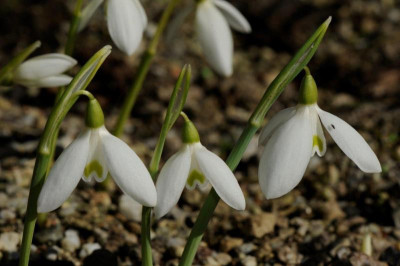 Galanthus reginae-olgae ex Manganari 20161015 (2).jpg