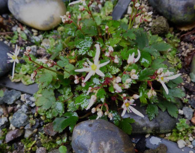 Sax. cort. var. obtusocuneata  ...  18.10.16 005.jpg