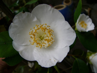Garten_256.jpg
