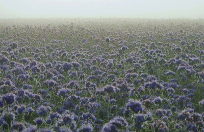16.10. phacelia.jpg