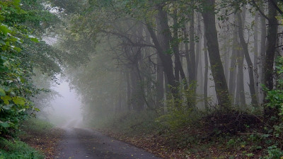 16.10.nebelwald f.jpg