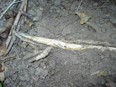 PICT1463.JPG