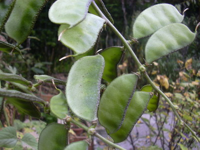 hyazinthbohne_022.jpg