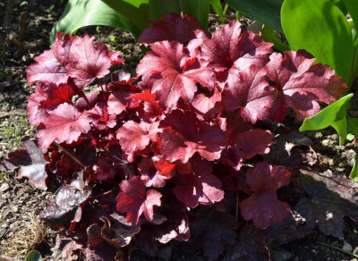 Heuchera-CherryCola.16-1.jpg