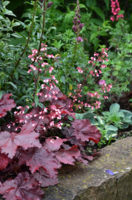 Heuchera-FireChief.16-1.jpg
