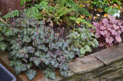 Heuchera.16-1.jpg