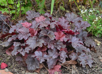 Heuchera-CherryCola.16-2.jpg