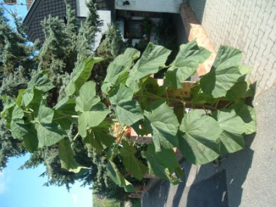 Zugeflogener_Blauglockenbaum.jpg