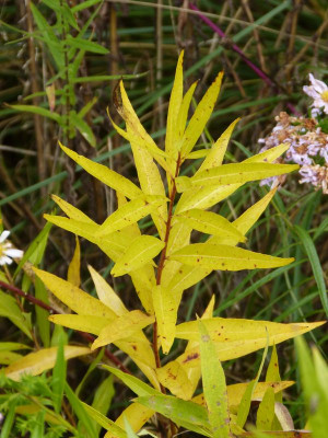 2016-10-16 Amsonia tabernaemontana.jpg