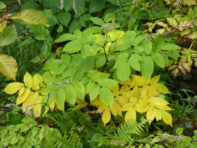 2016-10-16 Aralia cordata 'Sun King'.jpg