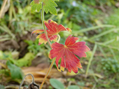 2016-10-16 Geranium wlassovianum.jpg