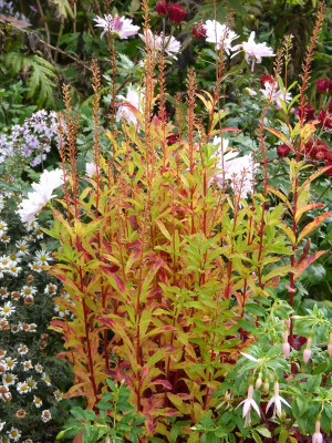 2016-10-16 Lysimachia 'Autumn Snow'.jpg