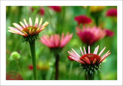Echinacea_1_09-07-2006.jpg