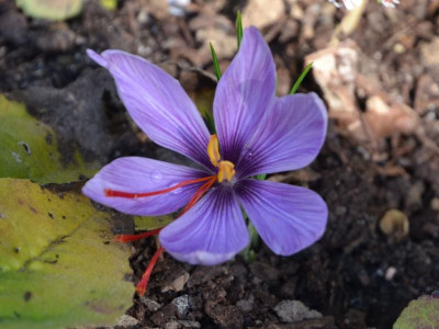 Crocus_sativus.16-2.jpg