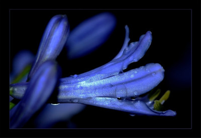 Agapanthus_Tropfen_1_27-08-2006.jpg