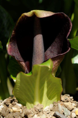 Arum pictum 20161009.jpg