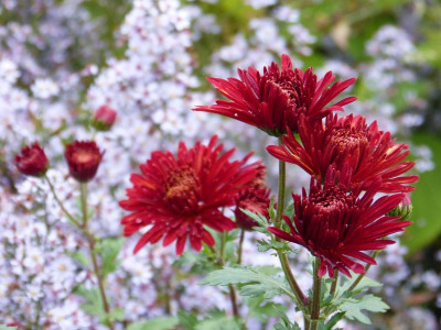 2016-10-20 Chrysanthemum 'Königssohn' 1.jpg