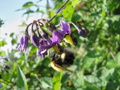 Hummel1532.jpg