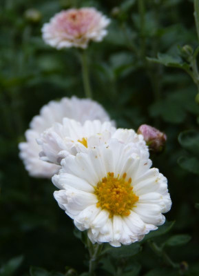 2016-10-20 Chrysanthemum 'Julia'.jpg